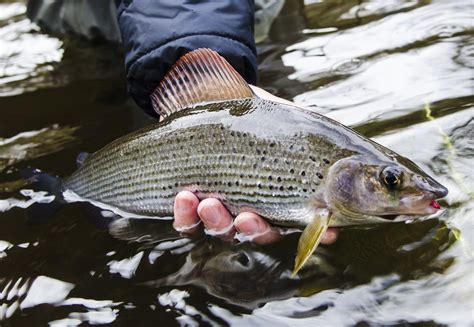 Grayling - Fishing in Wales