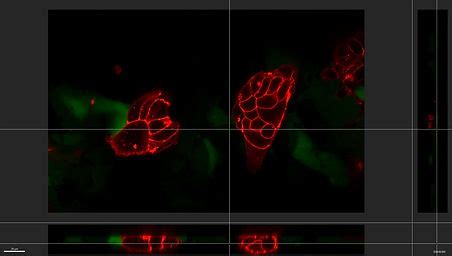 Modeling Embryogenesis | EBRAHIMKHANI LAB