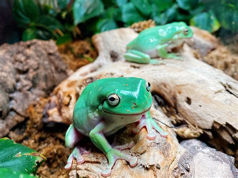 White's tree frog | Living Shores Aquarium