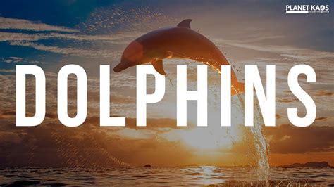 The FASCINATING World of Dolphin Intelligence & Behaviors | Documentary ...