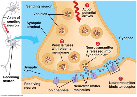 Synapse | Human anatomy and physiology, Nervous system anatomy, Ap ...