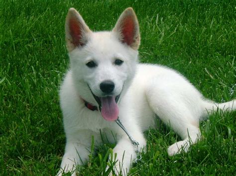 Mini White German Shepherd