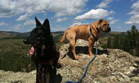 Dog Friendly Hotel Options in Bozeman, Montana | Pet Friendly ...