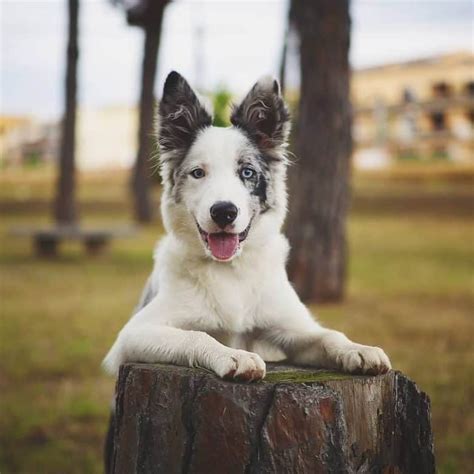 33+ Australian Shepherd Border Collie Puppy Mix Picture - Codepromos