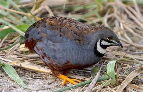 7 Best Quail Breeds to Raise For Eggs, Meat or Hunting | Raising quail ...