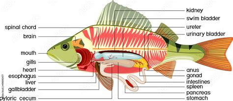 Perch Fish Diagram