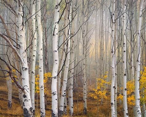 Aspen in Fog, Boulder Mountain, Utah | Birch tree art, Tree photography ...