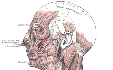 Zygomaticus minor muscle - Wikipedia