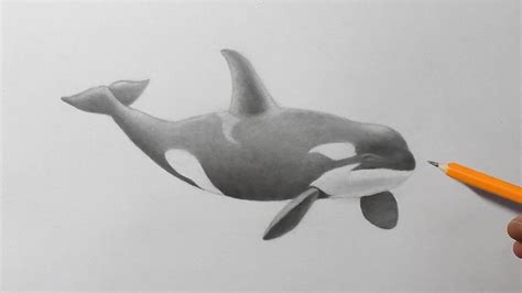 Killer Whale Pencil Drawing