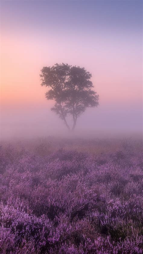 Lavender fields Wallpaper 4K, Purple, Foggy, Landscape, Tree