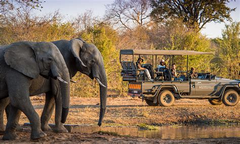 A Beginner's Guide to Safari in Africa | Travel Luxury Villas