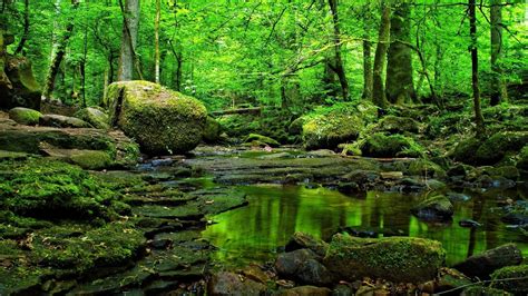 Deep Forest Wallpaper Green Hd Desktop Wallpapers 4k Hd | Images and ...