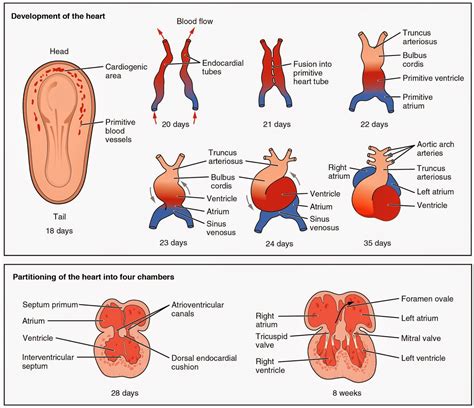 101 Proofs For God: #79 The Heart