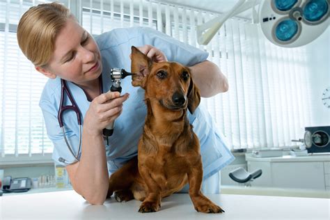 Ear Infections in Dogs & Cats - Natural Treatment and Prevention