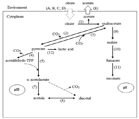 Citrate metabolism pathways in LAB strains involved in cocoa ...