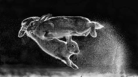 Jumping Rabbits Wallpaper, HD Animals 4K Wallpapers, Images and ...