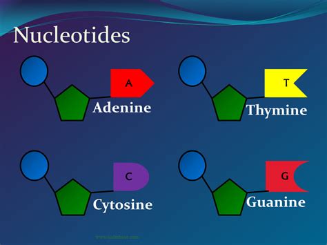 DNA Structure - Presentation Genetics