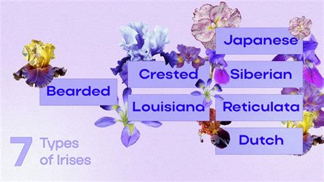 Iris flower Meaning and Symbolism - What do iris colours mean