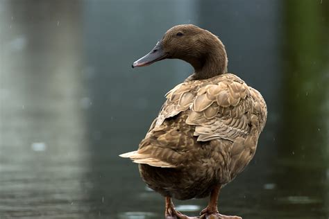 Khaki Campbell Ducks: Complete Breed Guide – Fowl Guide