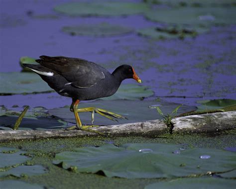 common moorhen - Gallinula chloropus - NatureWorks