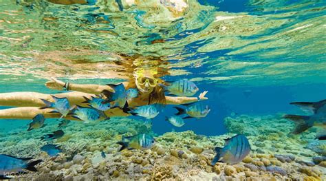 Great Barrier Reef Snorkeling Airlie Beach Trips and Tours