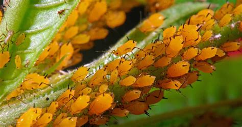 Maycintadamayantixibb Orange Bugs Eating My Plants | Free Hot Nude Porn ...