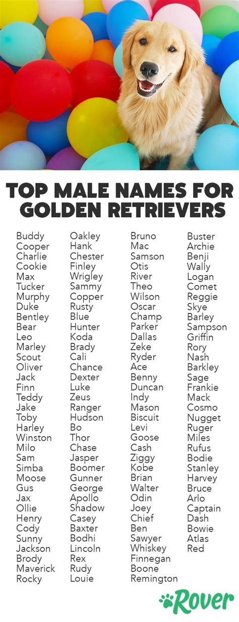 The 300 Most Popular Golden Retriever Names | Golden retriever names ...