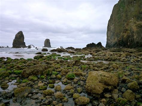 Haystack Rock Tide Pools | Tide pools at Cannon Beach, Orego… | Flickr ...