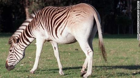 Quagga were extinct for 100 years. Now they're back - CNN.com