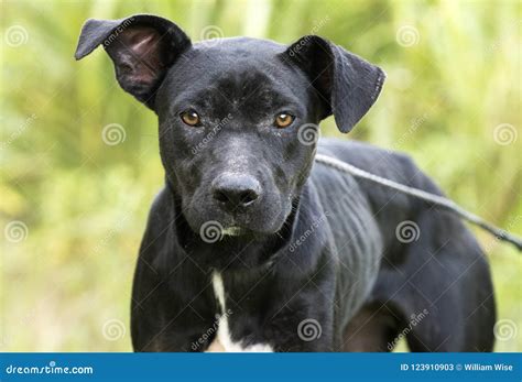 Skinny Black Lab Pitbull Mix Breed Dog Adoption Photograph Stock Image ...