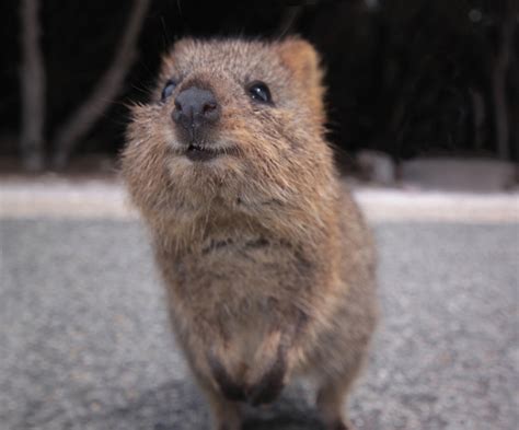 Quokka Facts | Quokkas | Australian Marsupials