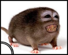 Monkey-rat hybrid | Animal mashups, Bizarre animals, Animals