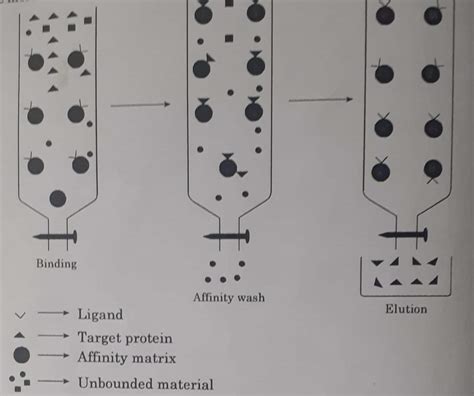 Affinity Chromatography, Principle, Instrumentation, and Application ...