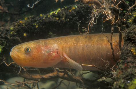 Mudfish: New Zealand freshwater fish