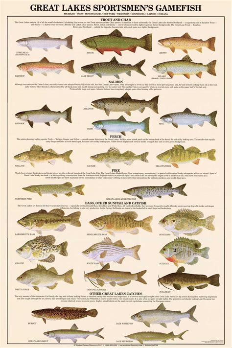 Great Lakes Gamefish Fish Poster and Identification Chart | Charting ...