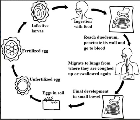 Ascaris Lumbricoides Life Cycle