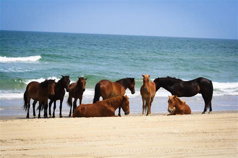 Wild Horses on the Outer Banks in North Carolina - Pure Vacations