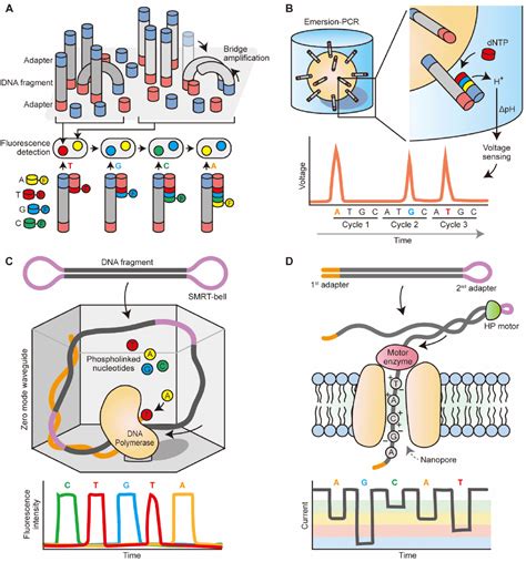 Development & Reproduction