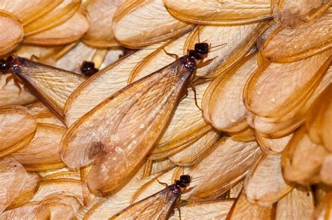 What to Do About Flying Ants in Your Home