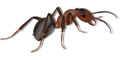 Following the Trail: How to Get Rid of Ants in the Kitchen - Synergy²