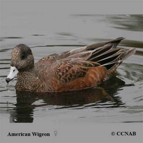 American Wigeon (Anas americana) - AMWI