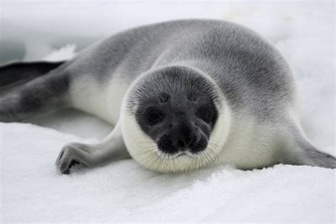 Hooded seal pup : seals