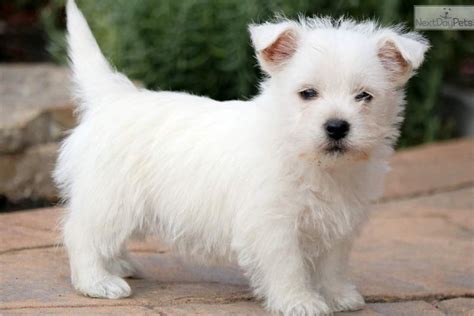 Sky: West Highland White Terrier - Westie puppy for sale near Lancaster ...