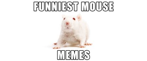 Mice + Memes = Awesome. Don't Believe Me? | Small Pet Select