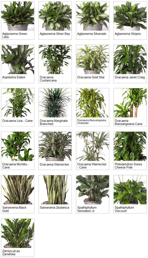 Indoor Tropical Plants | Tropical house plants, Indoor tropical plants ...