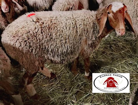 Awassi sheep. USA www.karrasfarm.com karrasfarm@gmail.com | Sheep