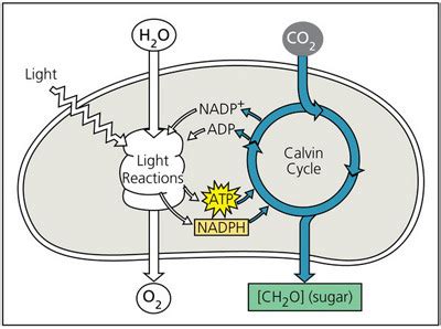 chapter 8 questions, Biology- Chapter 8: Photosynthesis Flashcards ...