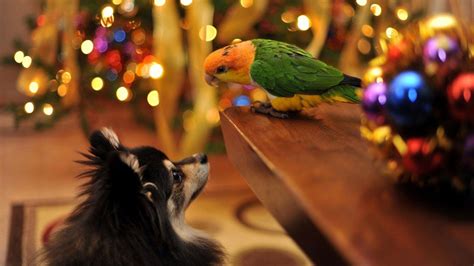 Christmas Animals HD Wallpapers - Wallpaper Cave