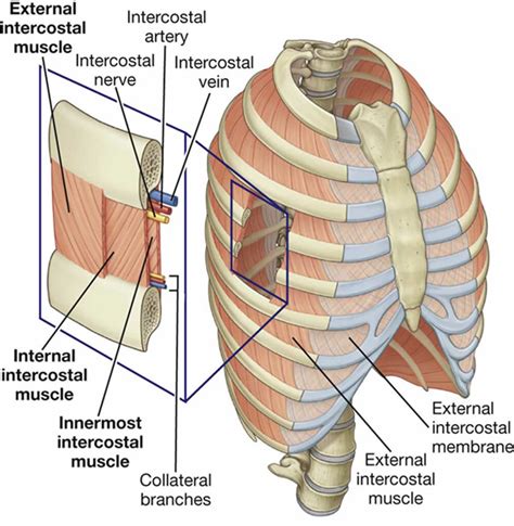 Intercostal muscle strain causes, symptoms, diagnosis, treatment ...