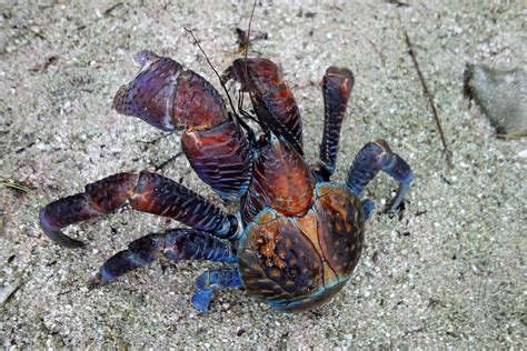 Coconut Crab In Water / How To Treat Shell Evacuation In Hermit Crabs ...